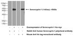 Semenogelin-1 Antibody in Western Blot (WB)
