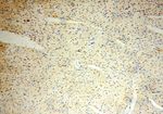 POLR1C Antibody in Immunohistochemistry (Paraffin) (IHC (P))