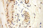POLR1C Antibody in Immunohistochemistry (Paraffin) (IHC (P))
