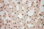 POLR1C Antibody in Immunohistochemistry (Paraffin) (IHC (P))