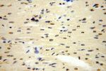 POLR1C Antibody in Immunohistochemistry (Paraffin) (IHC (P))