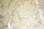 POLR1C Antibody in Immunohistochemistry (Paraffin) (IHC (P))