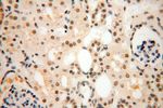POLR1C Antibody in Immunohistochemistry (Paraffin) (IHC (P))