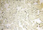 POLR1C Antibody in Immunohistochemistry (Paraffin) (IHC (P))