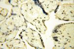POLR1C Antibody in Immunohistochemistry (Paraffin) (IHC (P))