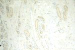 POLR1C Antibody in Immunohistochemistry (Paraffin) (IHC (P))