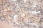 POLR1C Antibody in Immunohistochemistry (Paraffin) (IHC (P))