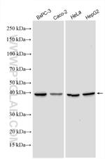 POLR1C Antibody in Western Blot (WB)