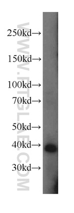 POLR1C Antibody in Western Blot (WB)