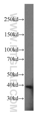 POLR1C Antibody in Western Blot (WB)