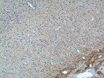 RHEB Antibody in Immunohistochemistry (Paraffin) (IHC (P))