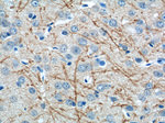 RHEB Antibody in Immunohistochemistry (Paraffin) (IHC (P))