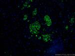 RHEB Antibody in Immunohistochemistry (PFA fixed) (IHC (PFA))