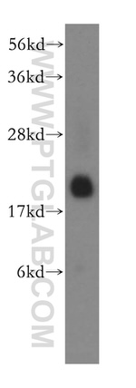 RHEB Antibody in Western Blot (WB)