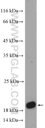 RHEB Antibody in Western Blot (WB)