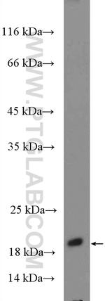 RHEB Antibody in Western Blot (WB)