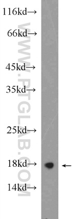 RHEB Antibody in Western Blot (WB)