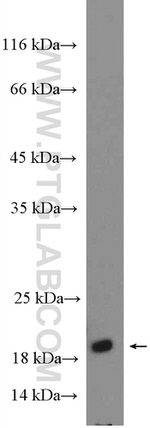 RHEB Antibody in Western Blot (WB)