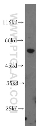 QRSL1 Antibody in Western Blot (WB)