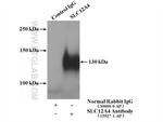 SLC12A4 Antibody in Immunoprecipitation (IP)
