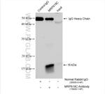 MRPS18C Antibody in Immunoprecipitation (IP)