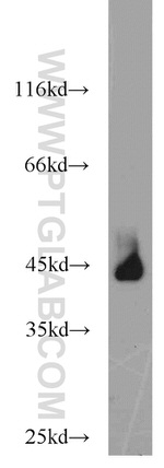 ART3 Antibody in Western Blot (WB)