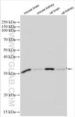 TIPRL Antibody in Western Blot (WB)