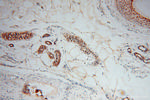EXOSC4 Antibody in Immunohistochemistry (Paraffin) (IHC (P))