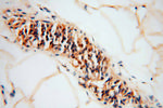 EXOSC4 Antibody in Immunohistochemistry (Paraffin) (IHC (P))