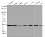 EXOSC4 Antibody in Western Blot (WB)