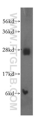 EXOSC4 Antibody in Western Blot (WB)