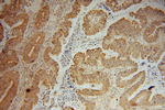 CNOT10 Antibody in Immunohistochemistry (Paraffin) (IHC (P))