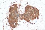 CNOT10 Antibody in Immunohistochemistry (Paraffin) (IHC (P))