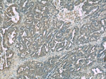 TIPE2 Antibody in Immunohistochemistry (Paraffin) (IHC (P))