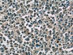 TIPE2 Antibody in Immunohistochemistry (Paraffin) (IHC (P))