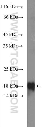 TIPE2 Antibody in Western Blot (WB)