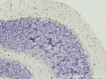 TMEM50B Antibody in Immunohistochemistry (Paraffin) (IHC (P))