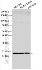 RPS11 Antibody in Western Blot (WB)