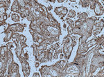 CPZ Antibody in Immunohistochemistry (Paraffin) (IHC (P))