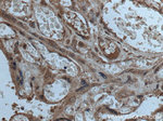 CPZ Antibody in Immunohistochemistry (Paraffin) (IHC (P))