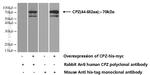 CPZ Antibody in Western Blot (WB)