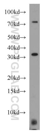 MED4 Antibody in Western Blot (WB)