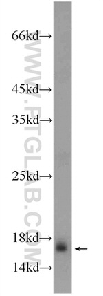 HIST1H2AC Antibody in Western Blot (WB)