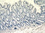 Glucagon Antibody in Immunohistochemistry (Paraffin) (IHC (P))