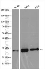 RILPL2 Antibody in Western Blot (WB)