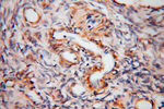 BHMT Antibody in Immunohistochemistry (Paraffin) (IHC (P))