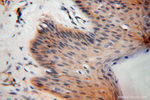 BHMT Antibody in Immunohistochemistry (Paraffin) (IHC (P))