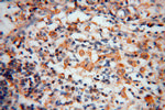 BHMT Antibody in Immunohistochemistry (Paraffin) (IHC (P))