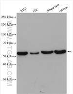 ERp57/ERp60 Antibody in Western Blot (WB)