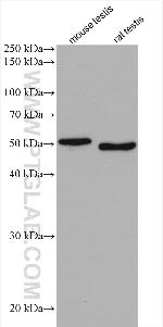SDCCAG3 Antibody in Western Blot (WB)
